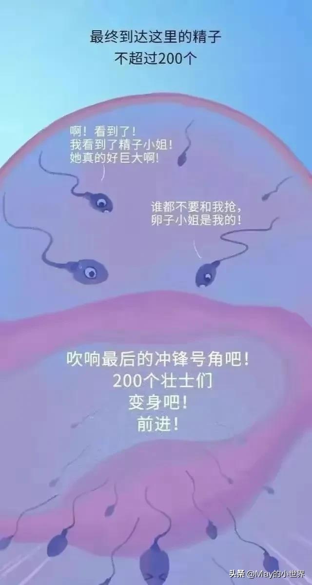 精子进入女性体内，会发生什么？
