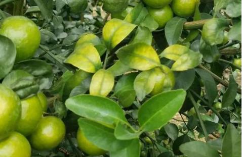 柑橘果树黄化怎么治疗,柑橘冬季黄化落叶怎么回事