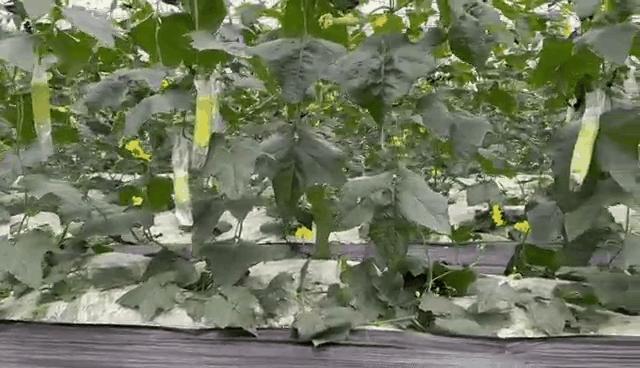 15款速腾上市,环球币5月15日上市是真的吗