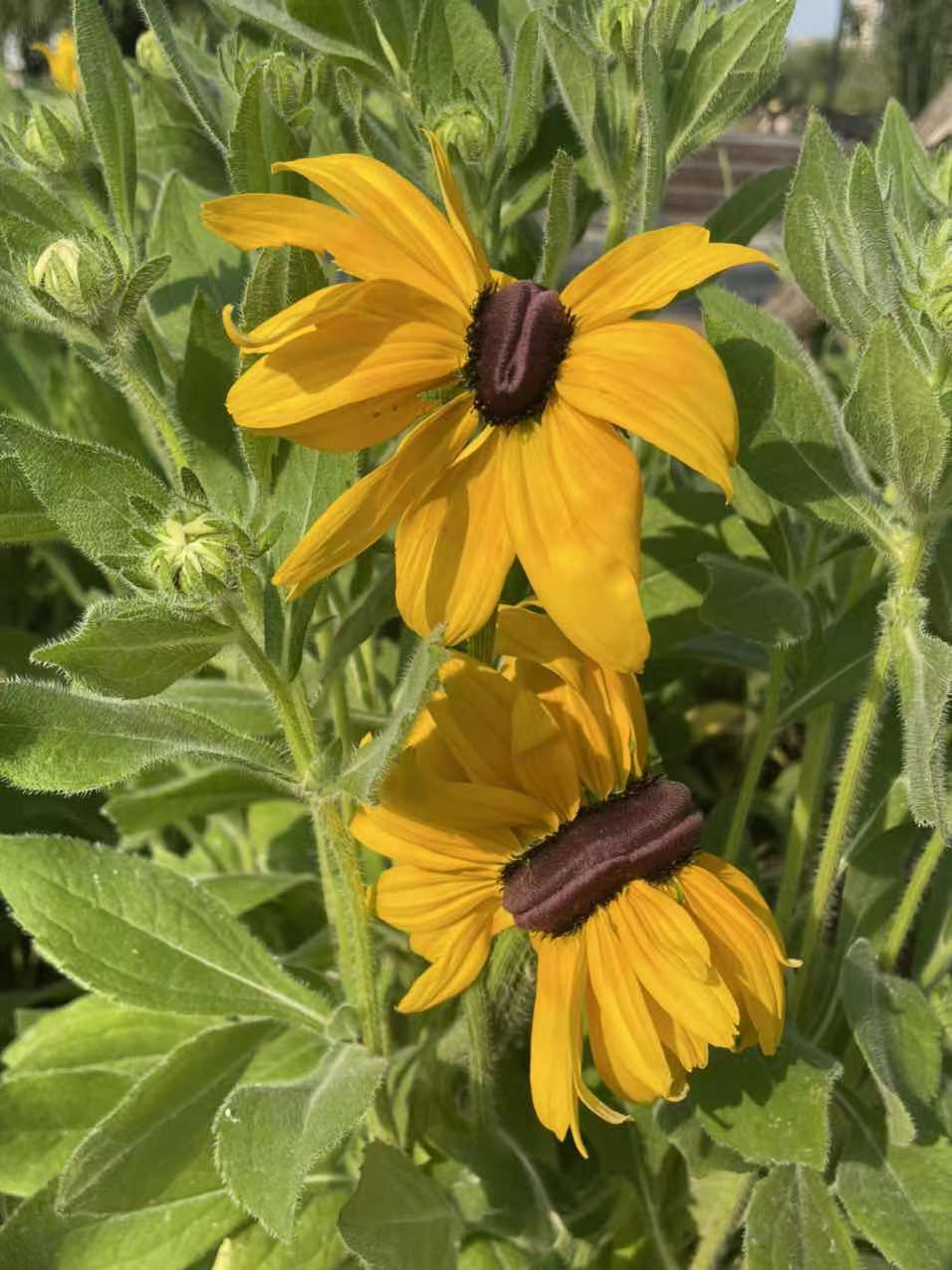 金菊花寓意是什么,黄心金菊花寓意
