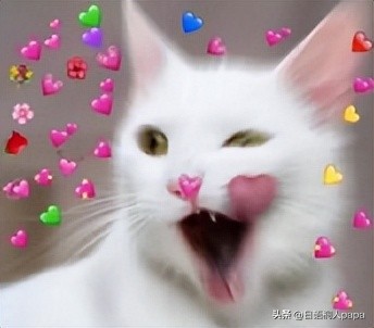 真令人头秃！这里有你不知道的日本最潮加密语