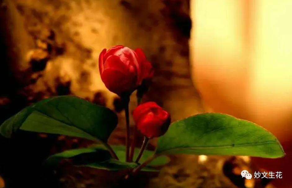 酸甜苦辣咸这才是完美的人生,酸甜苦辣咸都是人生的滋味