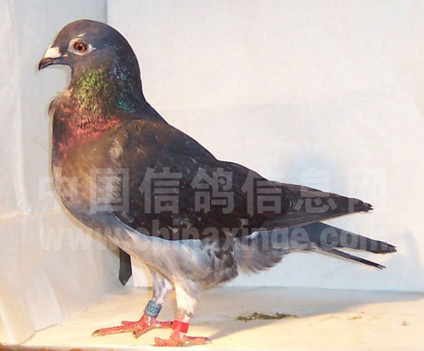 哈密超远程冠军信鸽图片,超远程赛鸽纪录