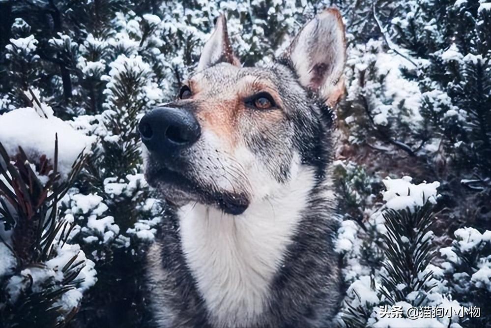 捷克狼犬pk警犬,捷克狼犬vs高加索犬谁强