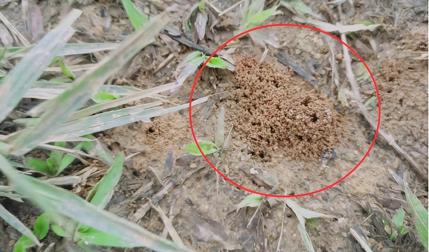 四川一男童被红火蚁咬到后来休克,男子被红火蚁咬伤完整视频