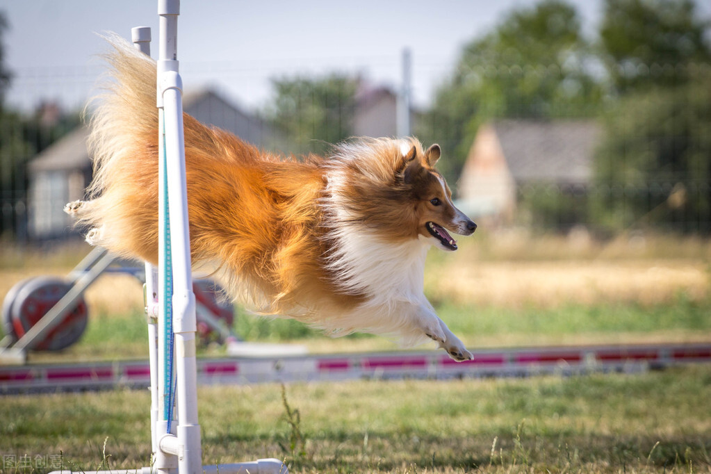 一只喜乐蒂从上海专车托运到杭州的案例分享