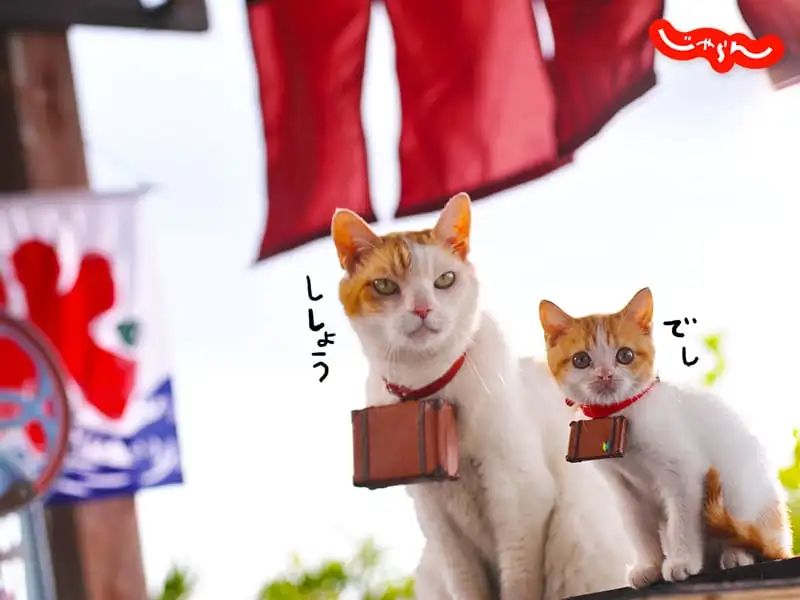 8.8国际猫咪日,日本猫的节日