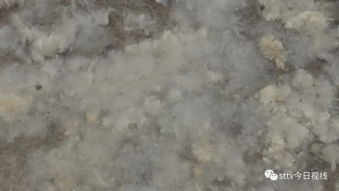 木棉花絮有害吗,木棉飘絮过敏风险地图