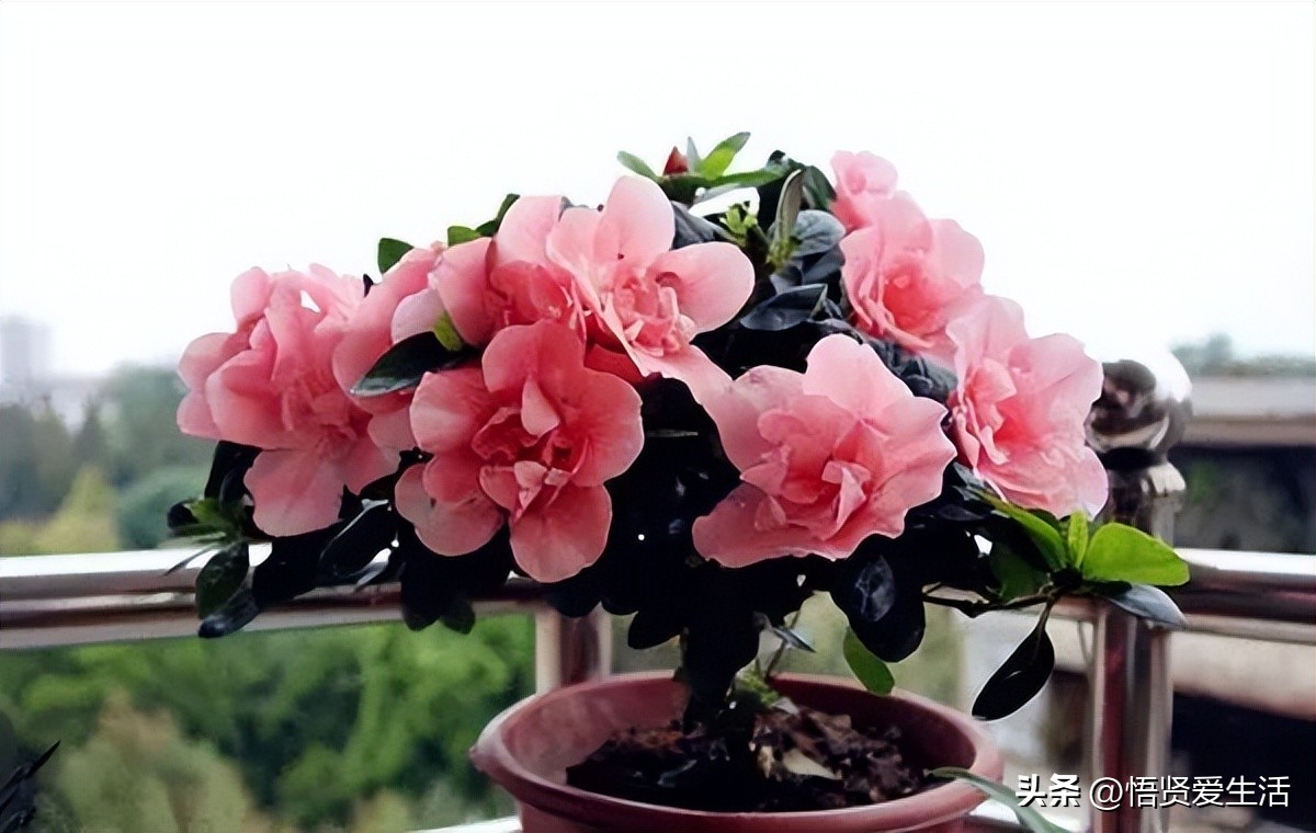 吸甲醛最好的10种花,种什么花可以消除甲醛和苯