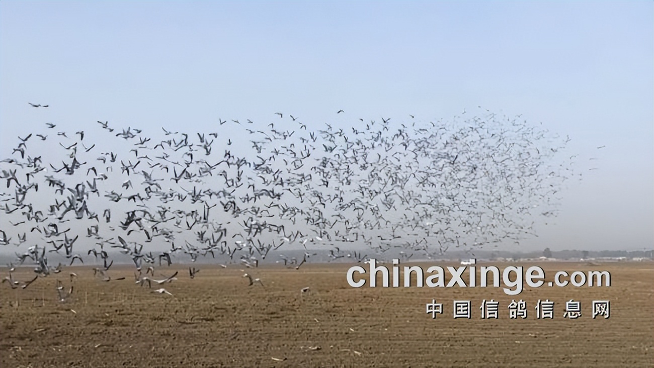 开尔春棚决赛亚军轨迹,开尔春棚决赛名单