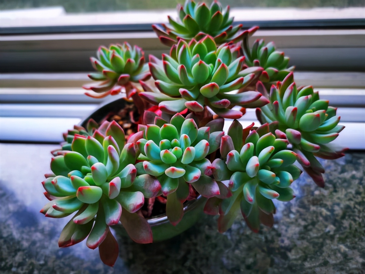 十二卷多肉的品种图鉴,100种多肉植物图片大全