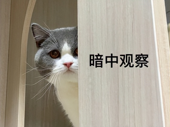 怎么看摇奶器是不是正品的,摇奶器真的是智商税吗