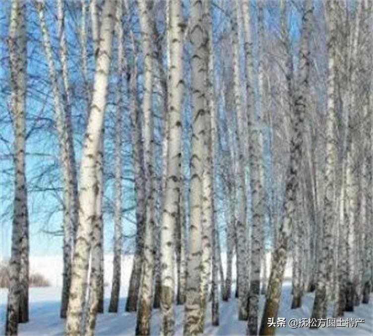 桦树茸危害,桦树茸泡茶