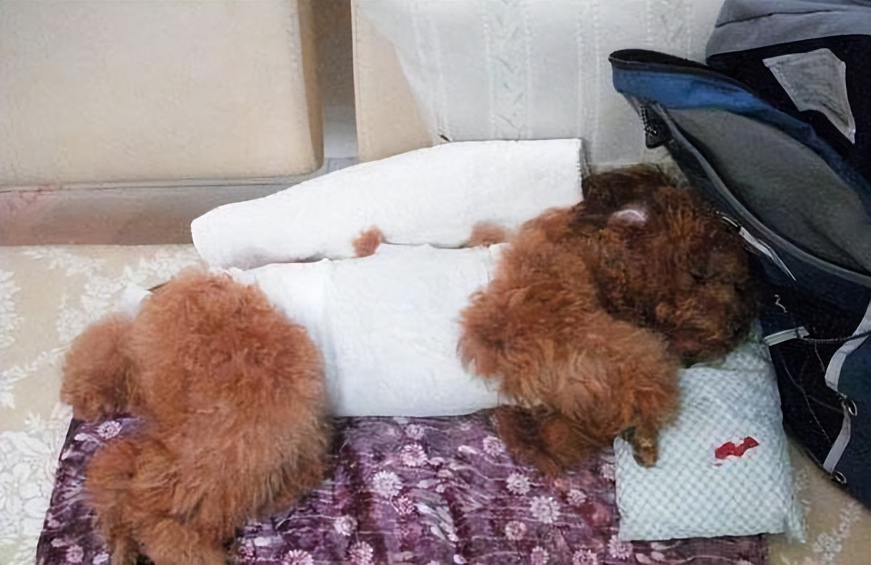 母泰迪好养还是公泰迪好养,公泰迪跟母泰迪有什么区别