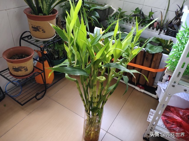 养这10种花越养家里越干净,这8种花最旺家只需养一盆