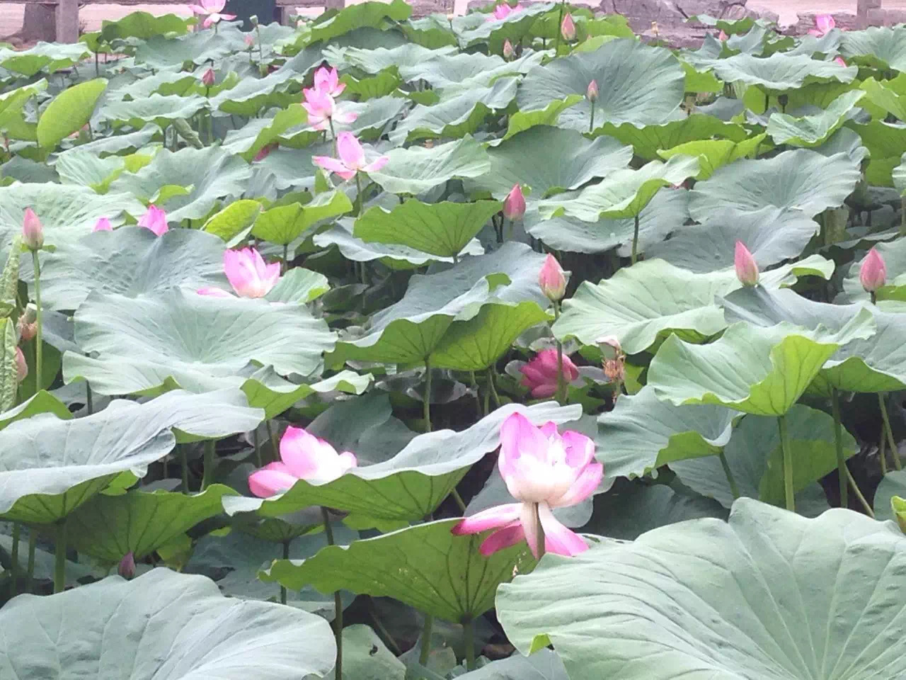 多伦多园丁猴哥猴嫂三十年经历44:买完新房子睡不着觉，半夜跑了