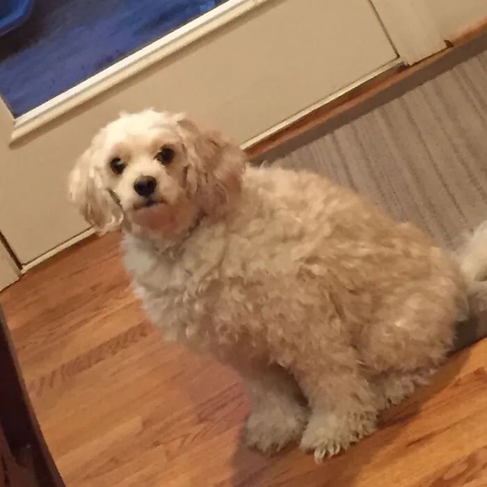 夏天来了要给猫剪毛吗,夏天怎么给狗修毛