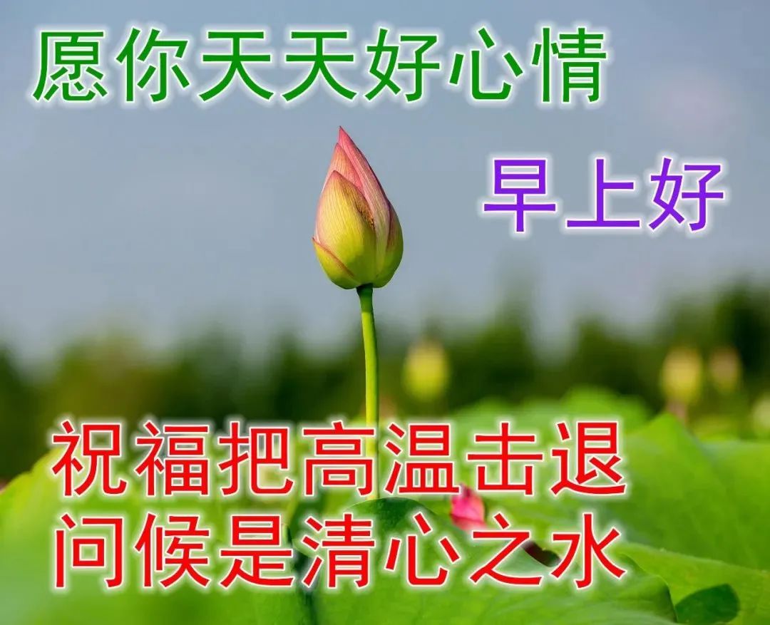 最新漂亮早上好问候图片鲜花带字,2023早上好问候语