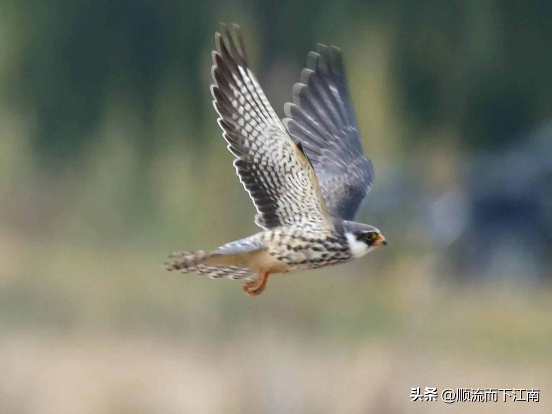 红脚隼叫声,红脚隼