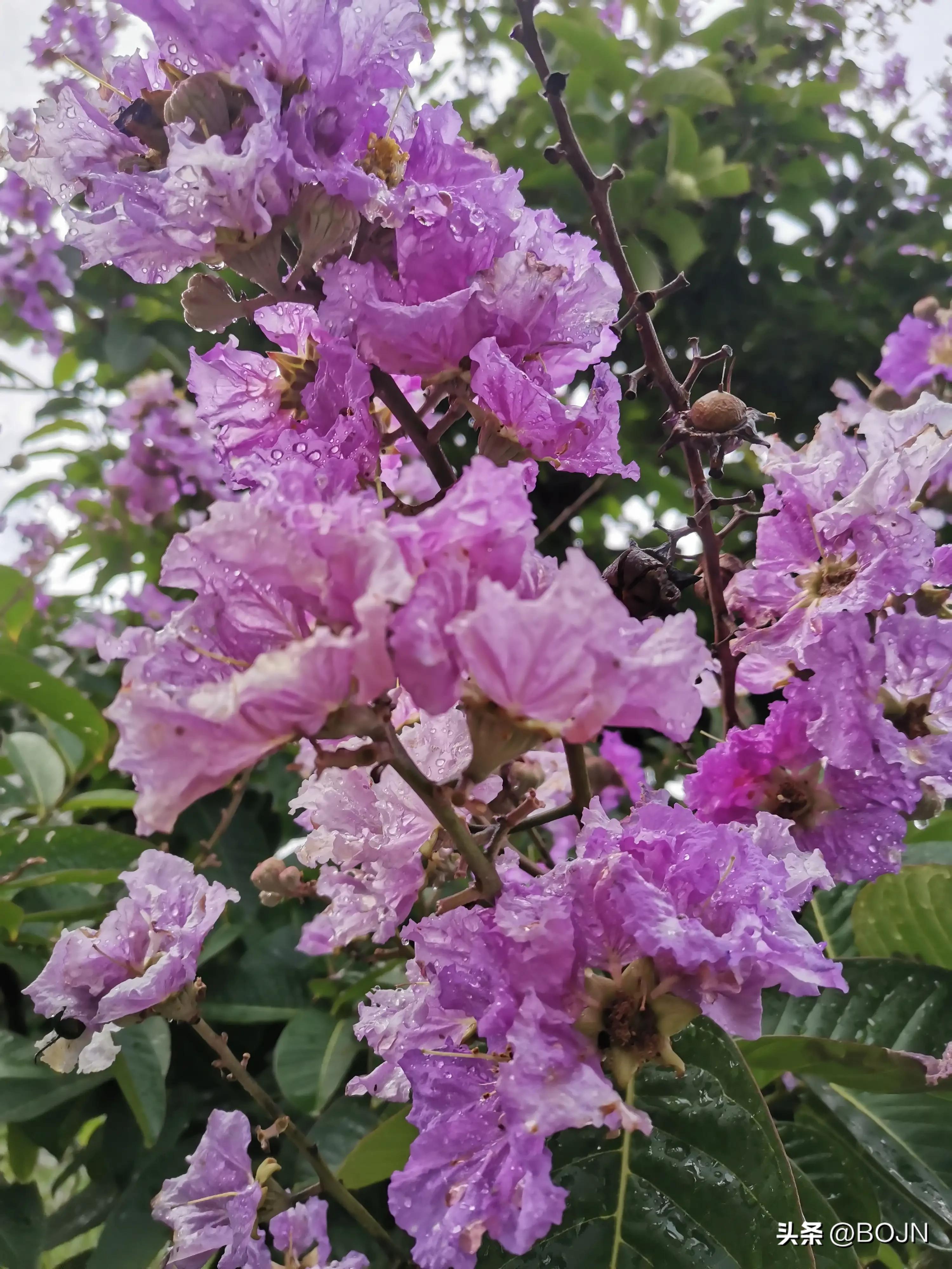 你能认出几种花来,大家能猜出什么花