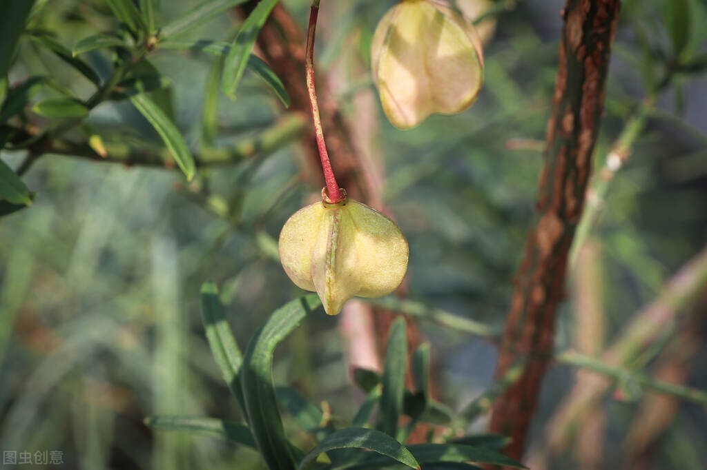 春暖花开，城市绿化有一种植物叫卫矛你了解它多少？