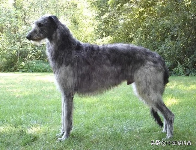 世界十大猛犬藏獒排第二名,世界上最大的藏獒巨獒图片