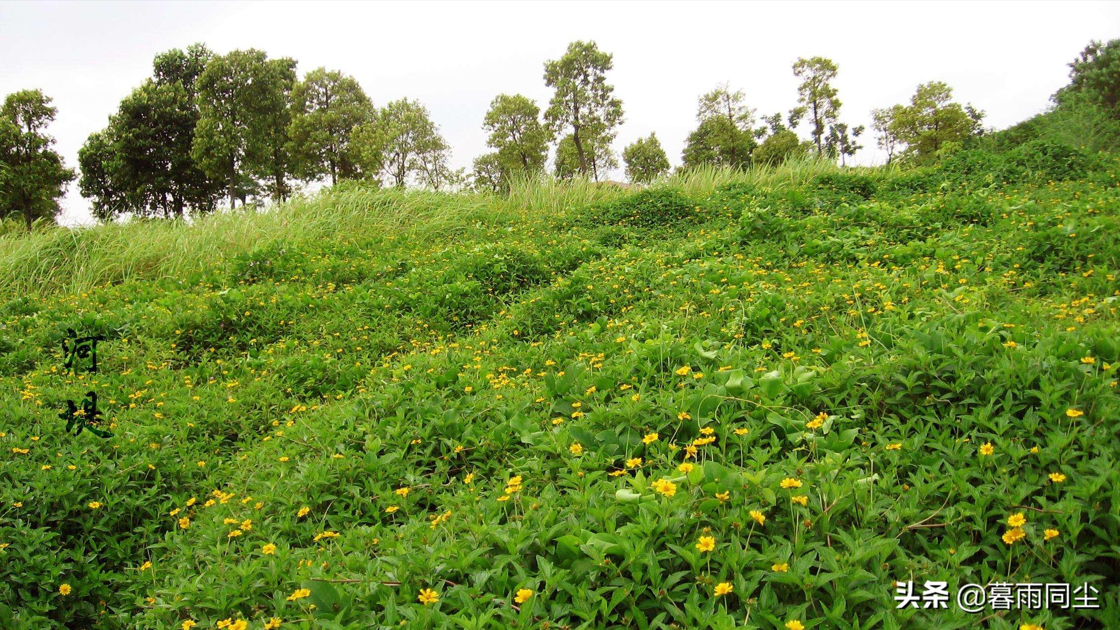 野外旅游怎么防蛇咬伤别人,野外防被蛇咬带什么药可保命