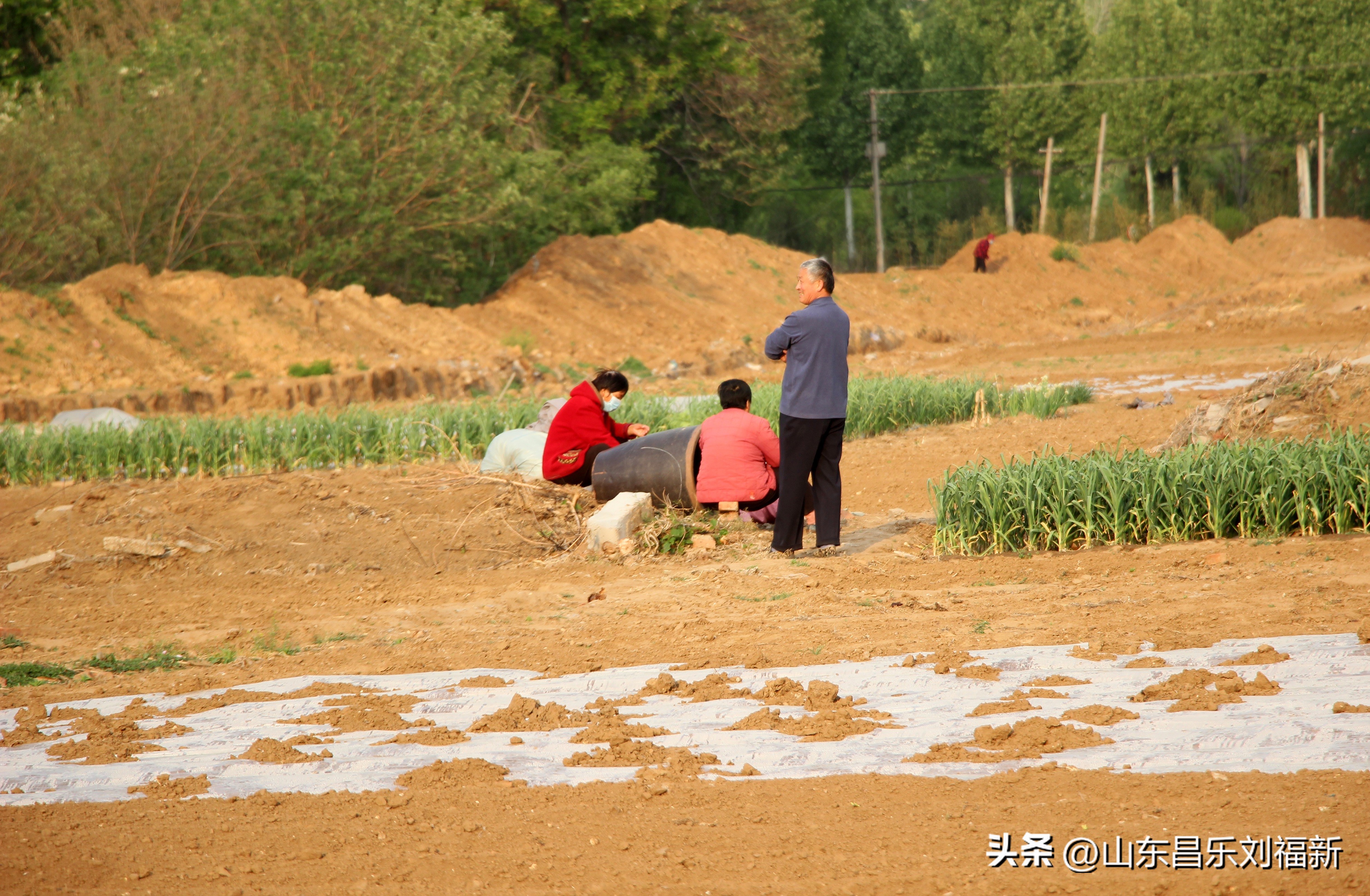 洋槐花·万马奔腾电器·鄌郚医院贴膏药