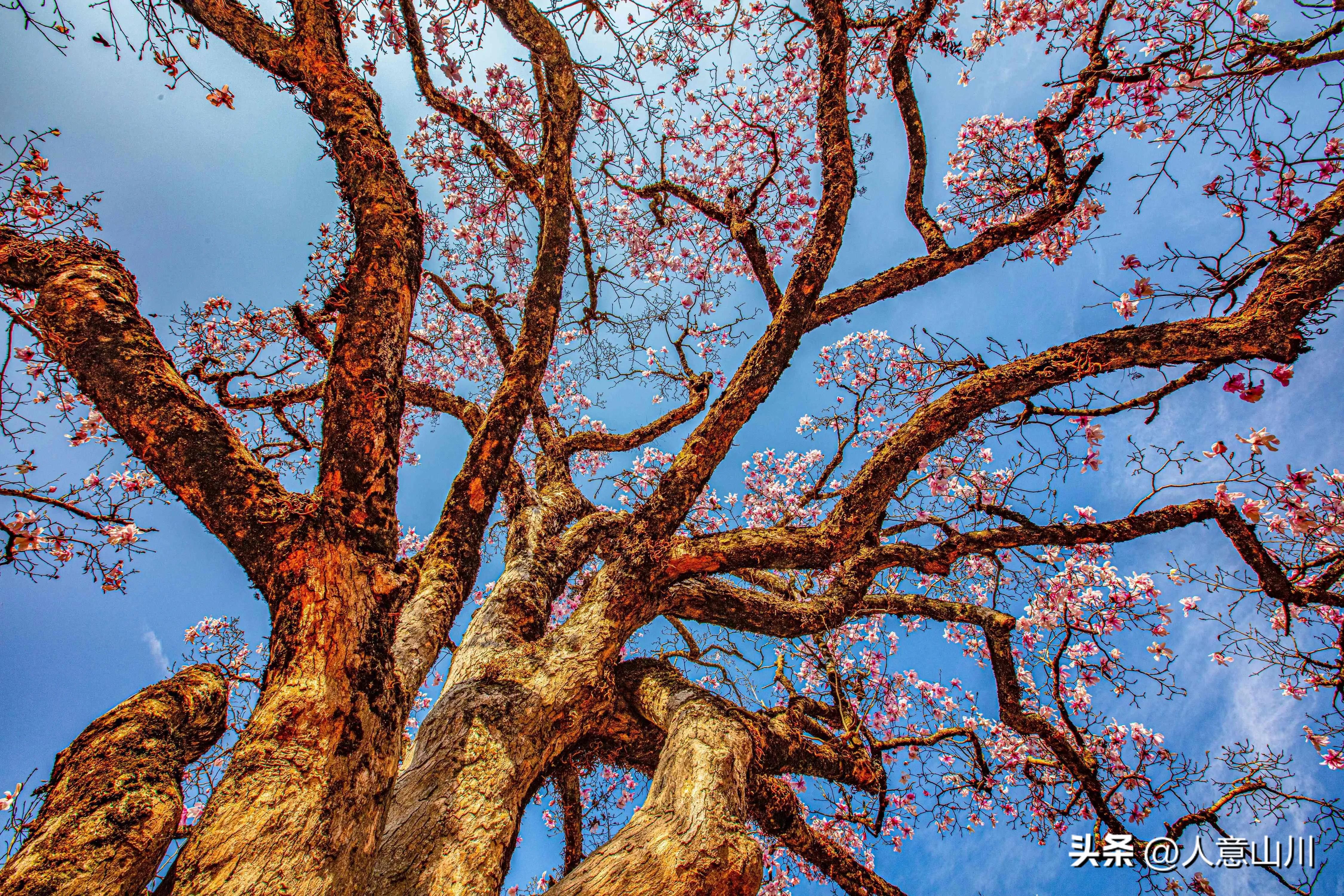 关于木兰花的故事,木兰花的故事