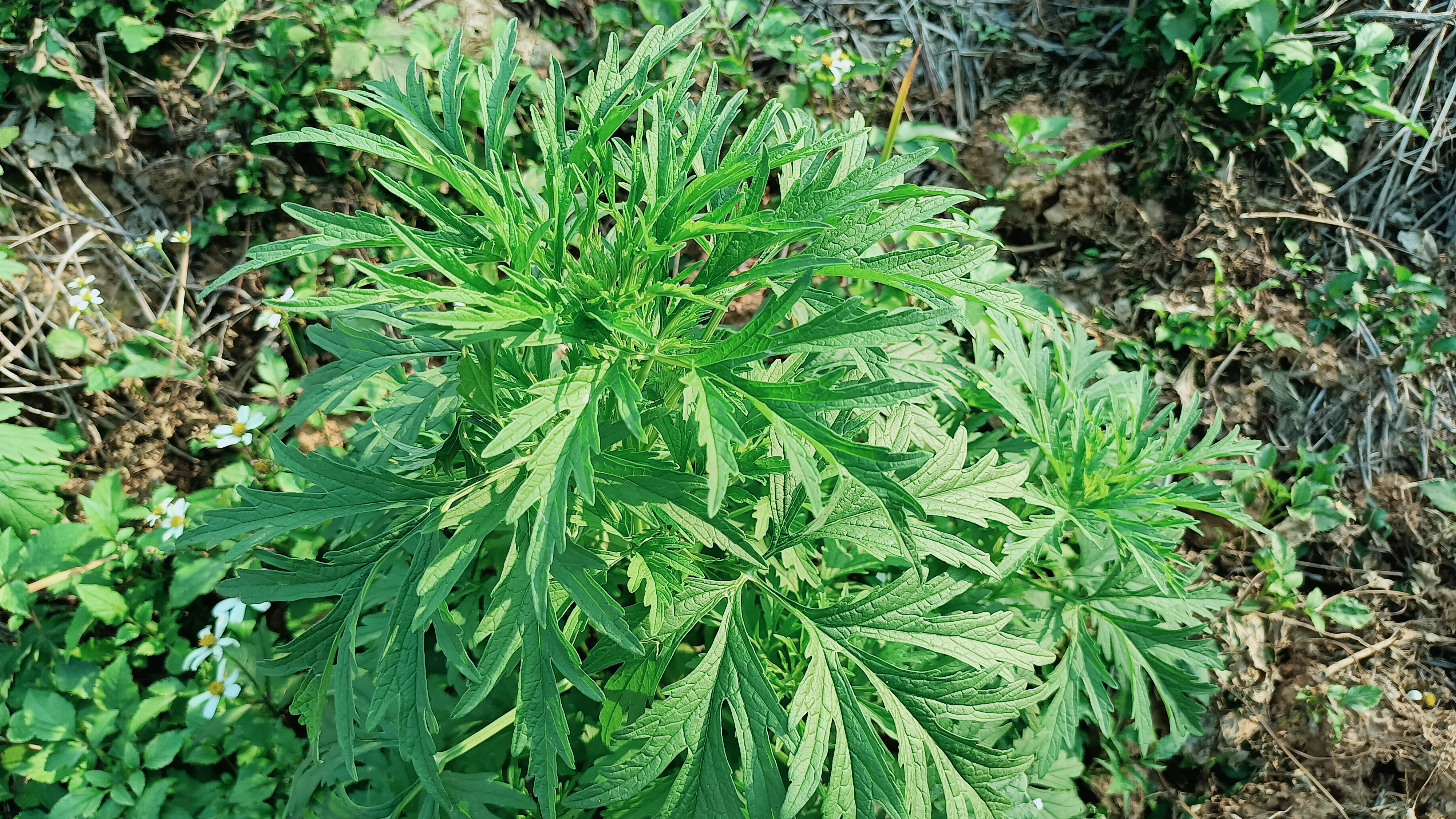 农村常见植物益母草,常被称为“女人草”,煮水作用厉害了