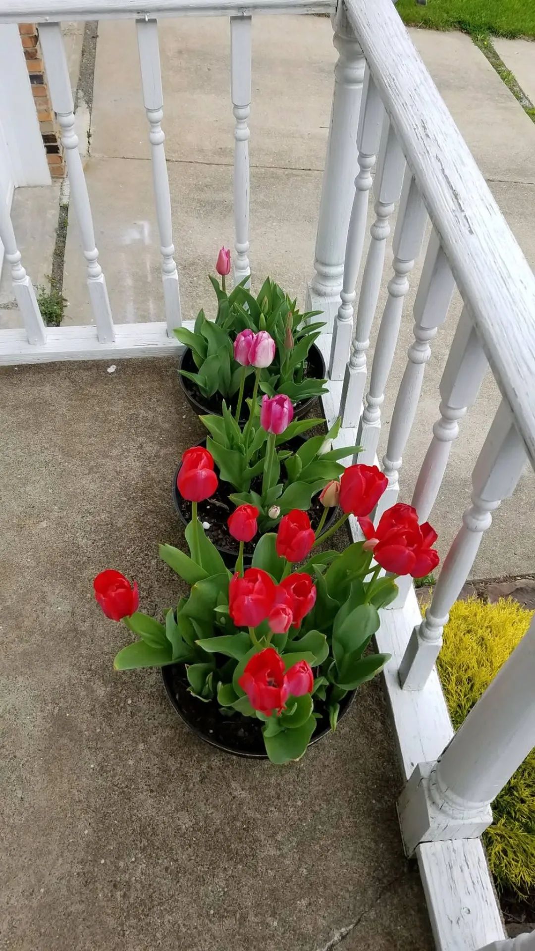 盆栽郁金香能反复开花吗,盆栽郁金香很难做到年年开花