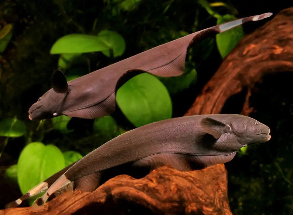 动物内脏的秘密有哪些作用,动物身体部位的秘密