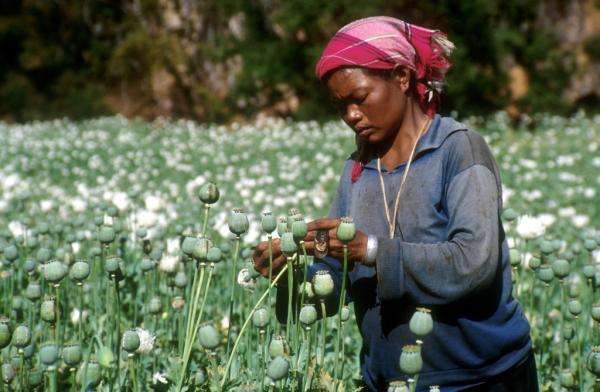 普及禁毒知识提升禁毒意识,禁毒宣传月禁毒防毒知识小课堂