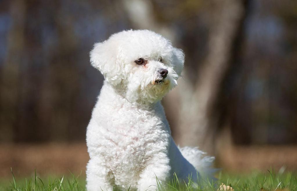 比熊犬的各种动作表示什么,比熊犬的优缺点及性格特点是什么