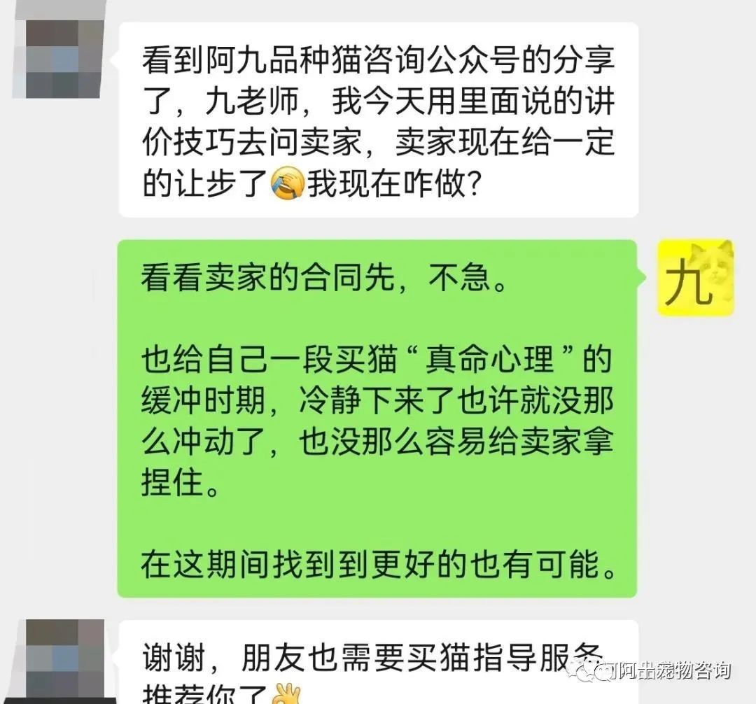 英国短毛猫蓝金渐层特征,英国短毛猫金渐层十一色