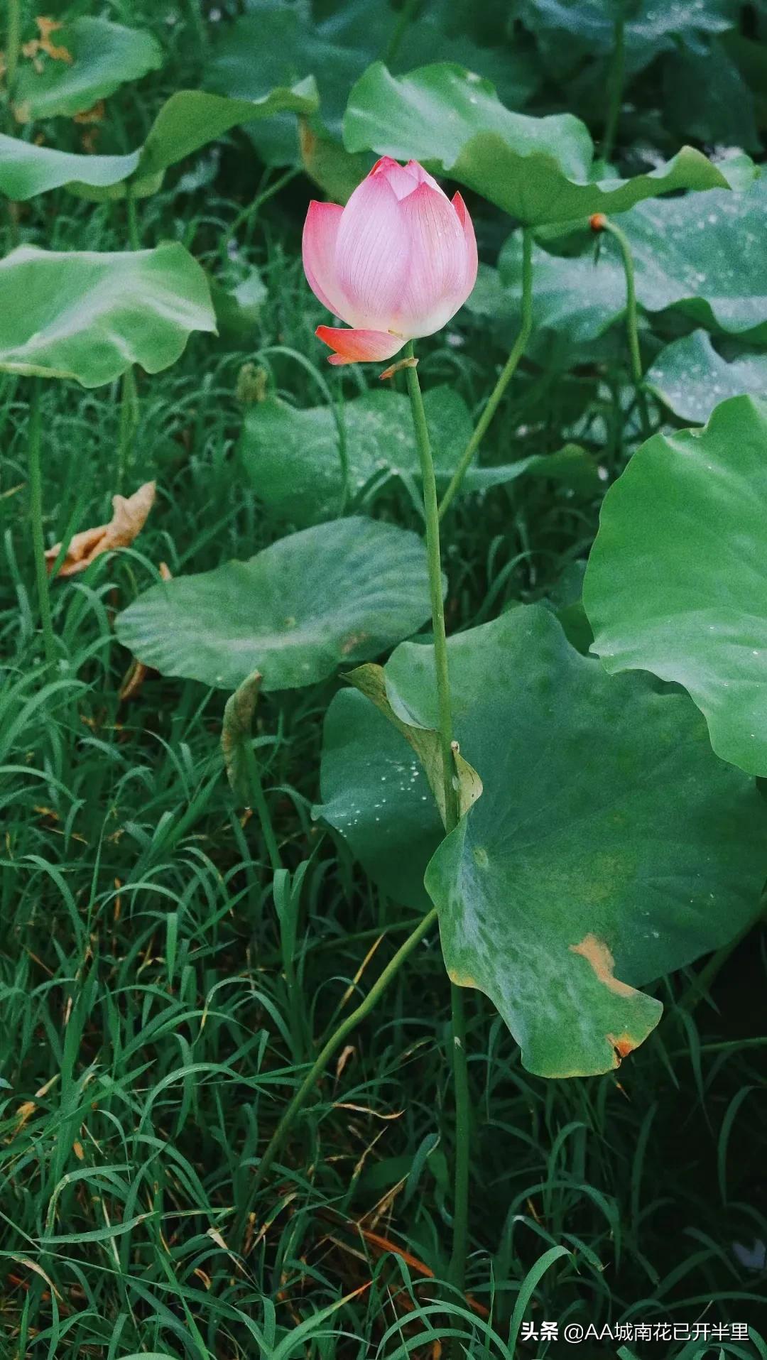 和父母借1000元被拒绝的心酸,被网友借了8万块不还怎么办