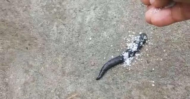 蚂蟥最怕的是食盐能瞬间将它榨干,蚂蟥吸血后会死吗