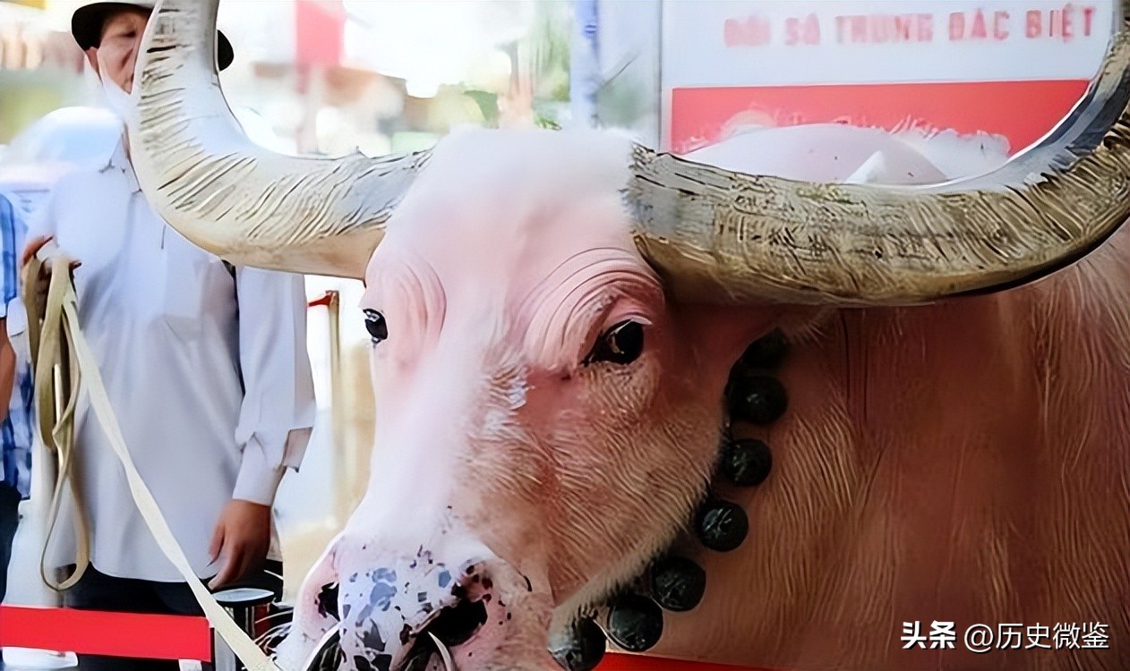 一头成年水牛值多少钱,二十几年的水牛值多少钱