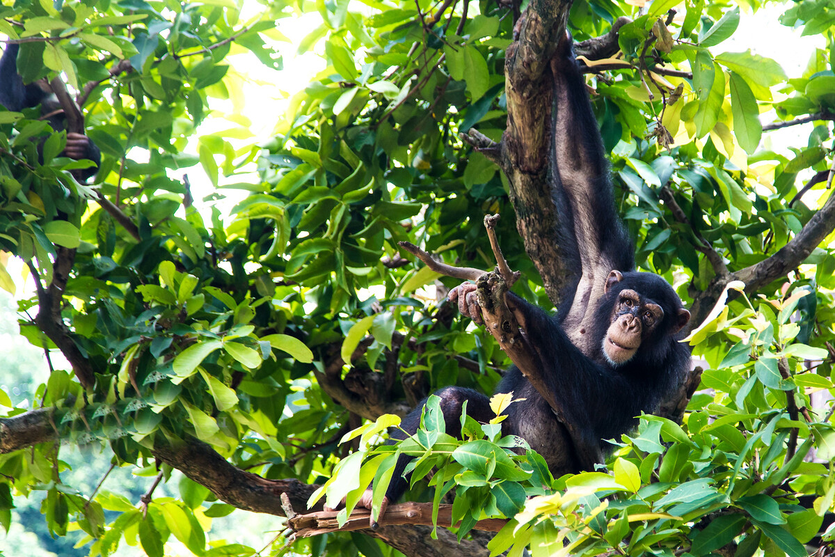 灵长类凶猛动物,灵长类动物的战斗力