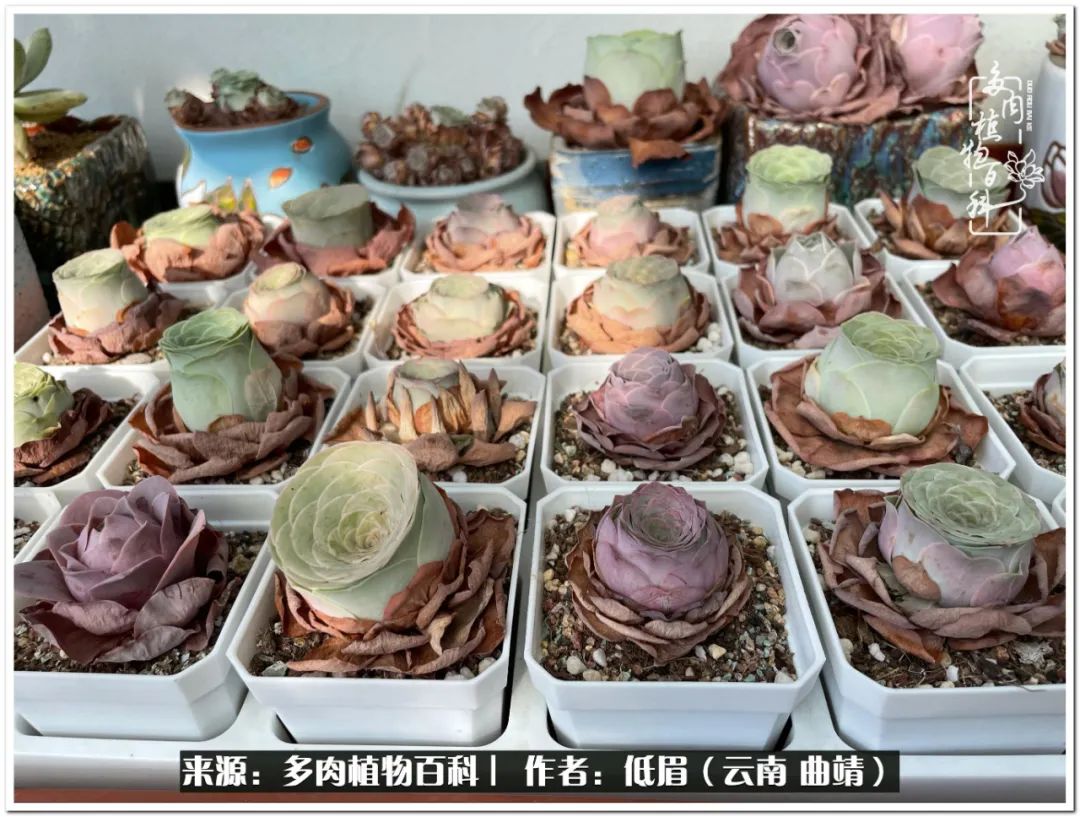 养了七年多肉,养了八年的肉肉终于开花了