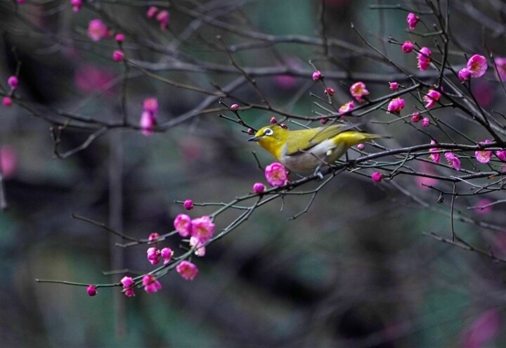 双流赏花,双流附近赏花攻略路线