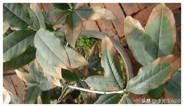 3种花旺宅又招财富贵人家都在养,5种花特别招财家里应该养一盆