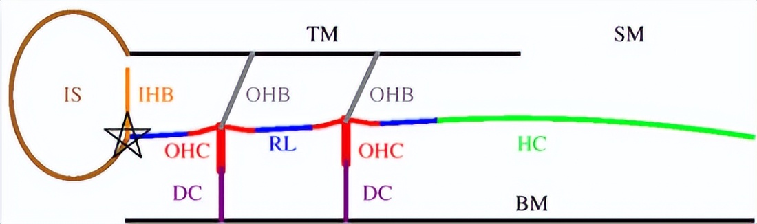 耳蜗的解剖结构和功能,耳蜗的功能的描述