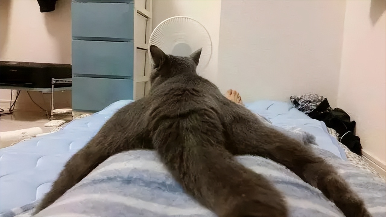 猫咪早上一直叫是怎么回事,早上睡觉猫咪一直嗯喵嗯喵的叫