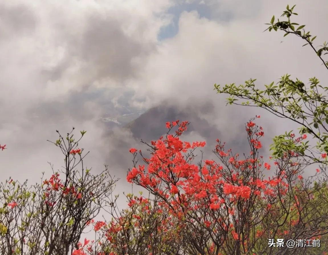 映山红扦插繁殖方法,映山红的扦插繁殖方法