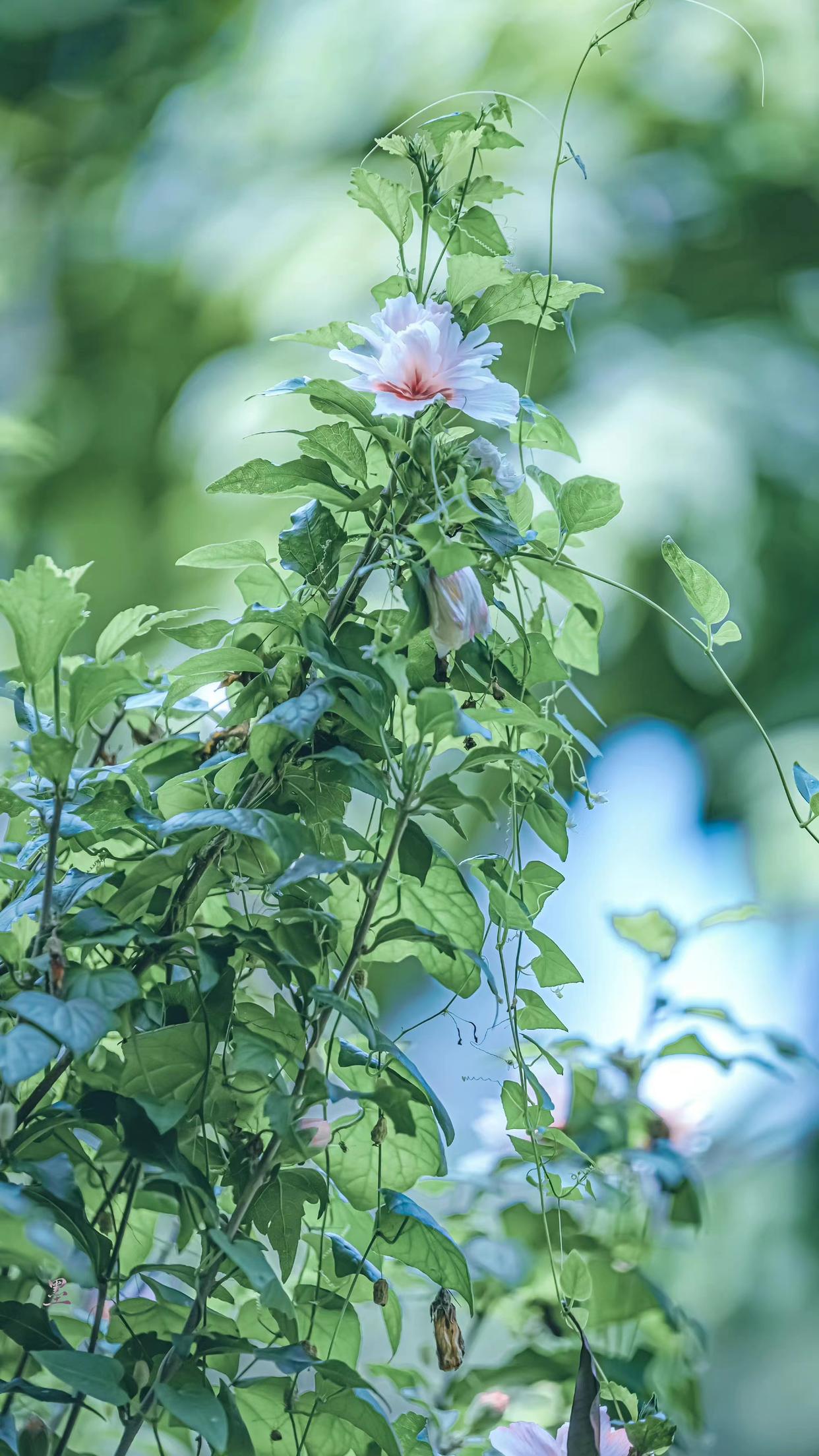 古典诗词之最美春景,绝美春景诗句