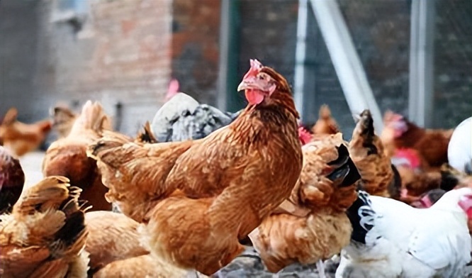 山坡养殖5000只鸡利润,自家果园散养上万只鸡