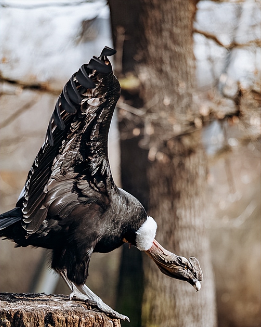 哥伦比亚安第斯秃鹰：土著传统中的文化意义和象征