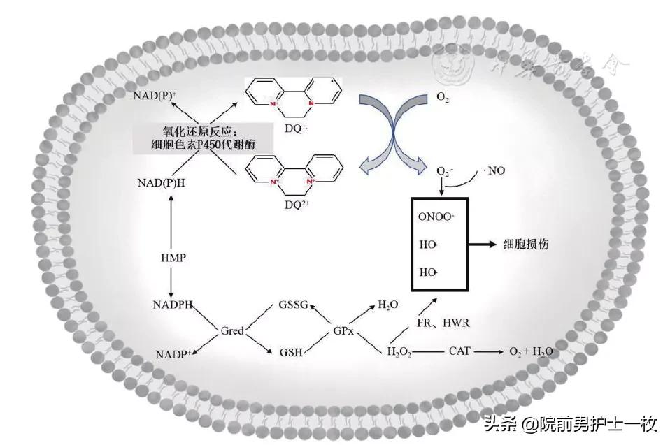 除草剂中毒要用阿托品吗,敌草快中毒治疗专家共识