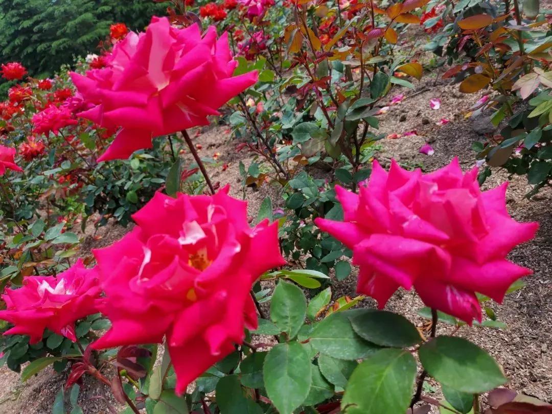 月季品种醉花,月季品种大全及图片欣赏